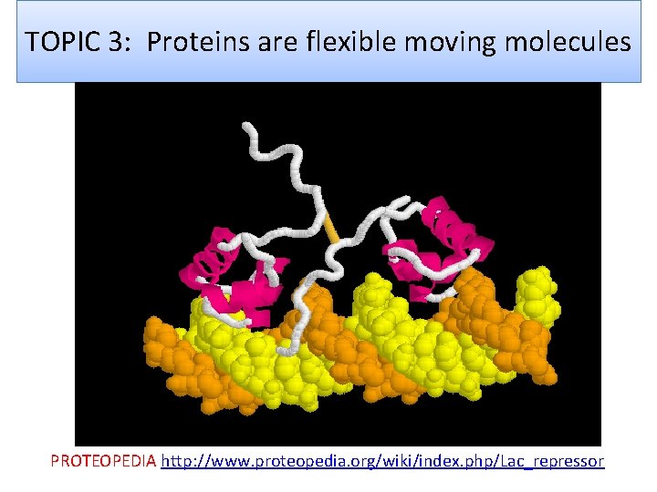 TOPIC 3: Proteins are flexible moving molecules PROTEOPEDIA http: //www. proteopedia. org/wiki/index. php/Lac_repressor 