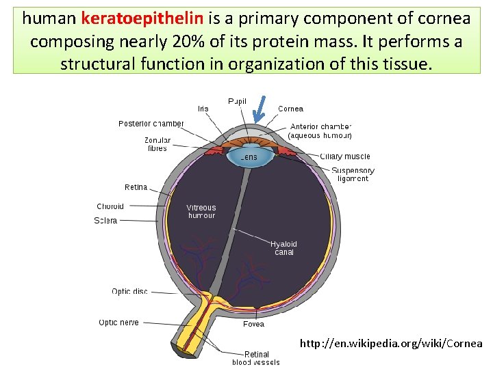 human keratoepithelin is a primary component of cornea composing nearly 20% of its protein