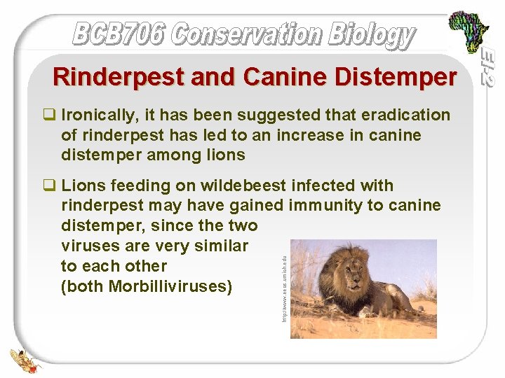 Rinderpest and Canine Distemper q Ironically, it has been suggested that eradication of rinderpest