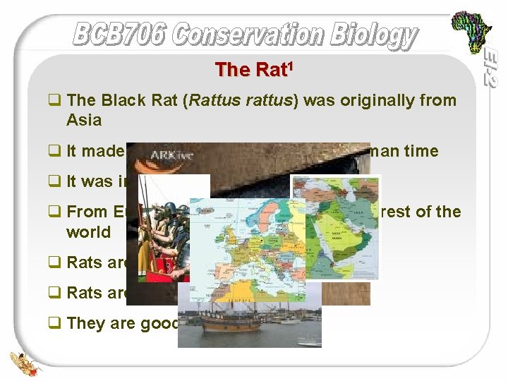 The Rat 1 q The Black Rat (Rattus rattus) was originally from Asia q