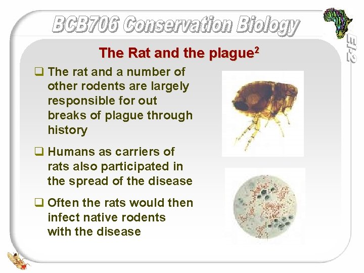 The Rat and the plague 2 q The rat and a number of other