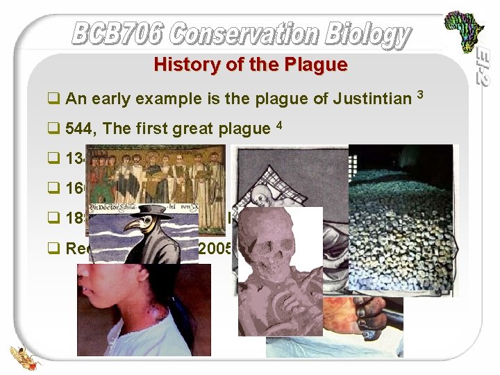 History of the Plague q An early example is the plague of Justintian 3