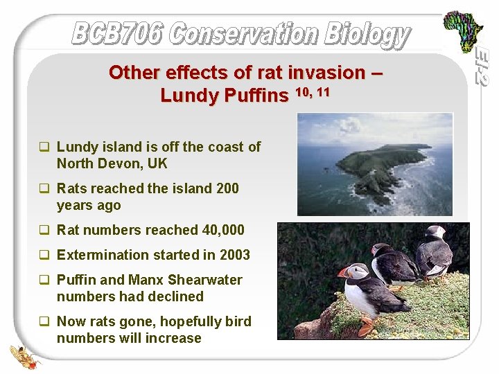 Other effects of rat invasion – Lundy Puffins 10, 11 q Lundy island is