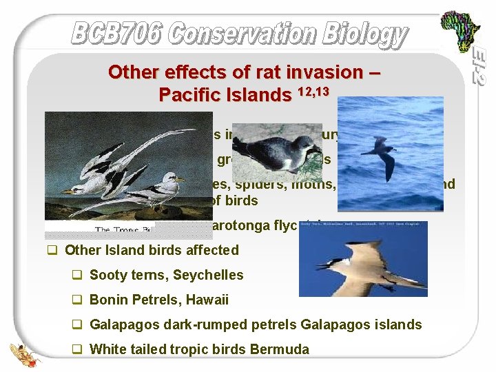 Other effects of rat invasion – Pacific Islands 12, 13 q Reached Pacific Islands