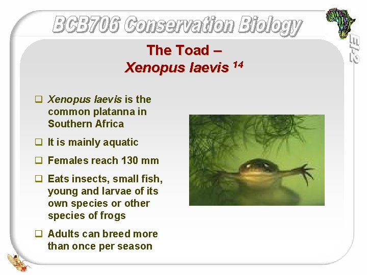 The Toad – Xenopus laevis 14 q Xenopus laevis is the common platanna in