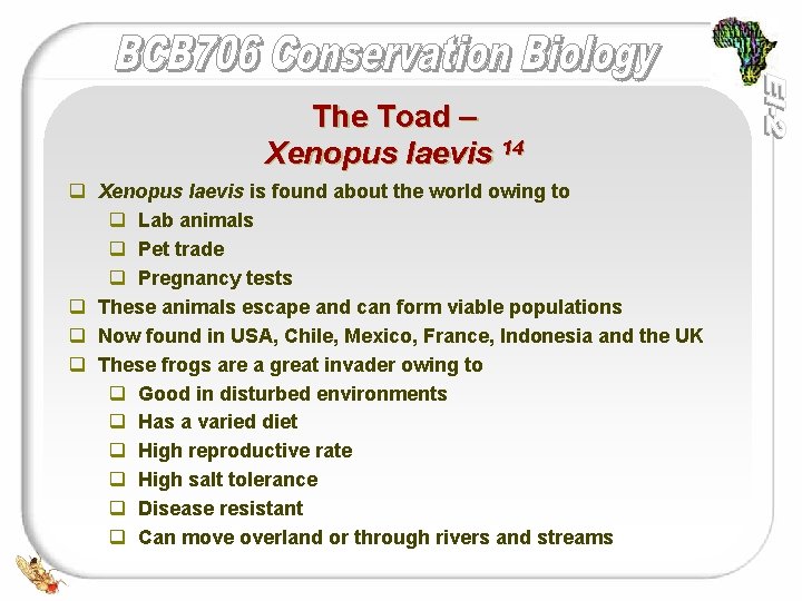 The Toad – Xenopus laevis 14 q Xenopus laevis is found about the world