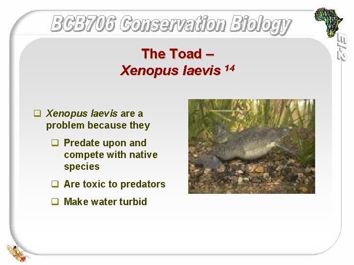 The Toad – Xenopus laevis 14 q Xenopus laevis are a problem because they