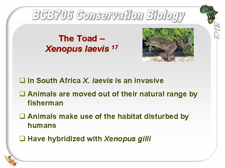 The Toad – Xenopus laevis 17 q In South Africa X. laevis is an