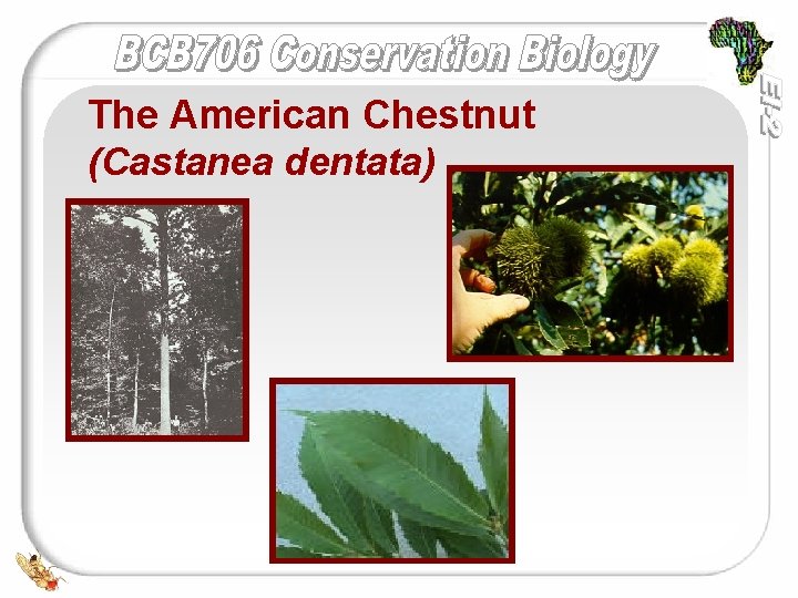 The American Chestnut (Castanea dentata) 