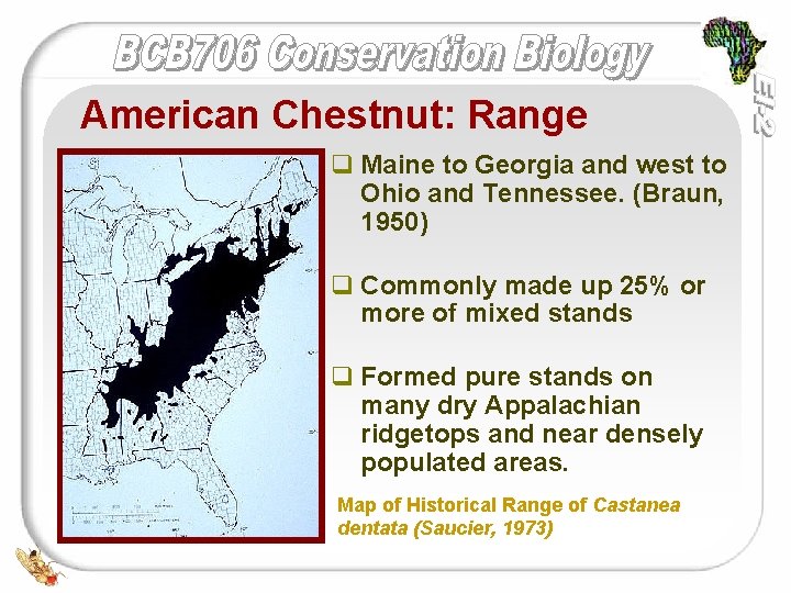 American Chestnut: Range q Maine to Georgia and west to Ohio and Tennessee. (Braun,