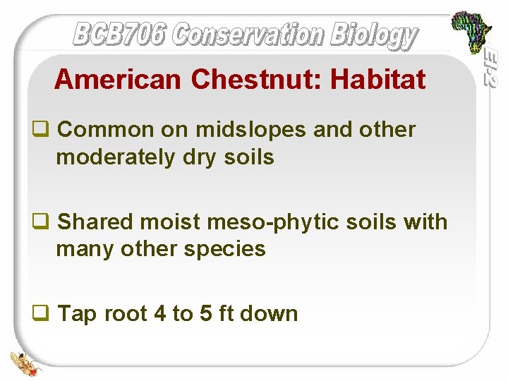 American Chestnut: Habitat q Common on midslopes and other moderately dry soils q Shared