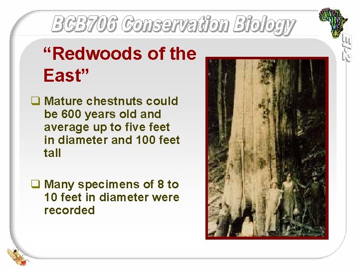 “Redwoods of the East” q Mature chestnuts could be 600 years old and average