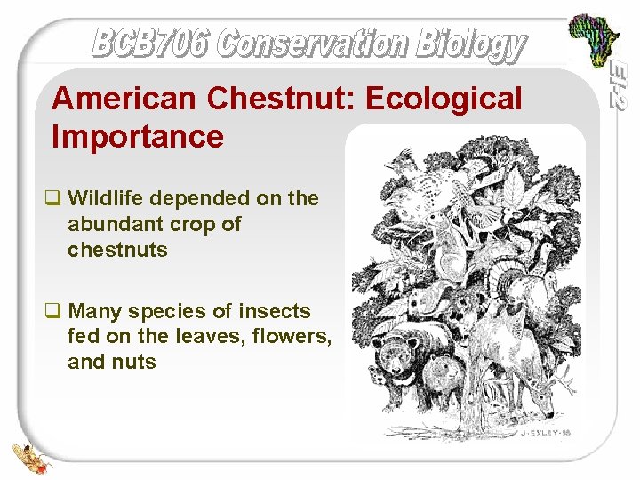 American Chestnut: Ecological Importance q Wildlife depended on the abundant crop of chestnuts q