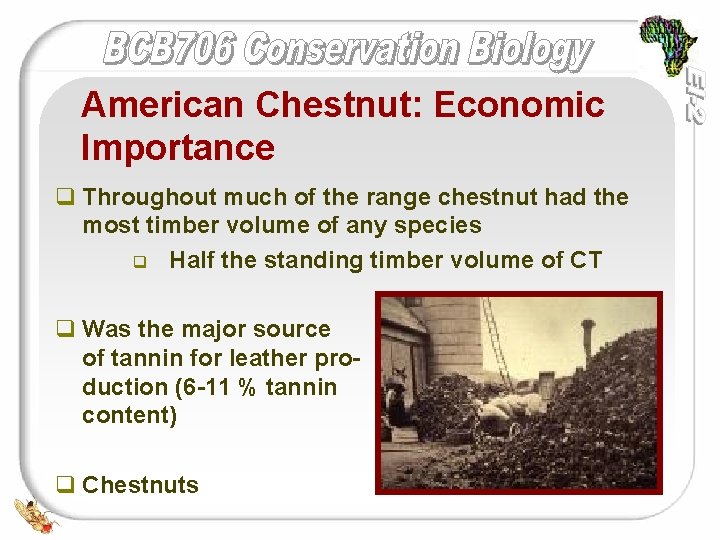 American Chestnut: Economic Importance q Throughout much of the range chestnut had the most