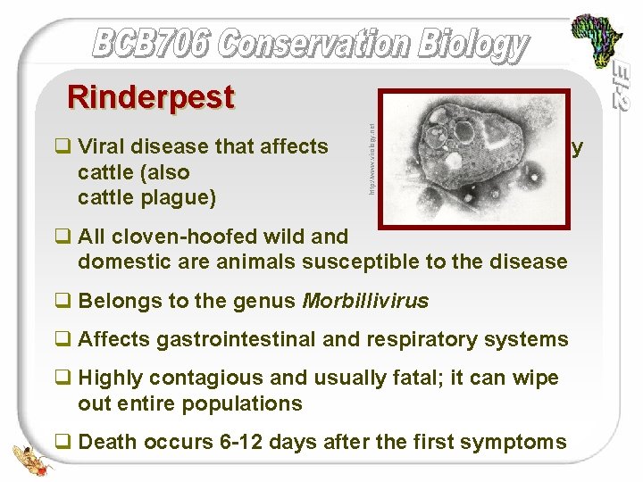 q Viral disease that affects cattle (also cattle plague) http: //www. virology. net Rinderpest