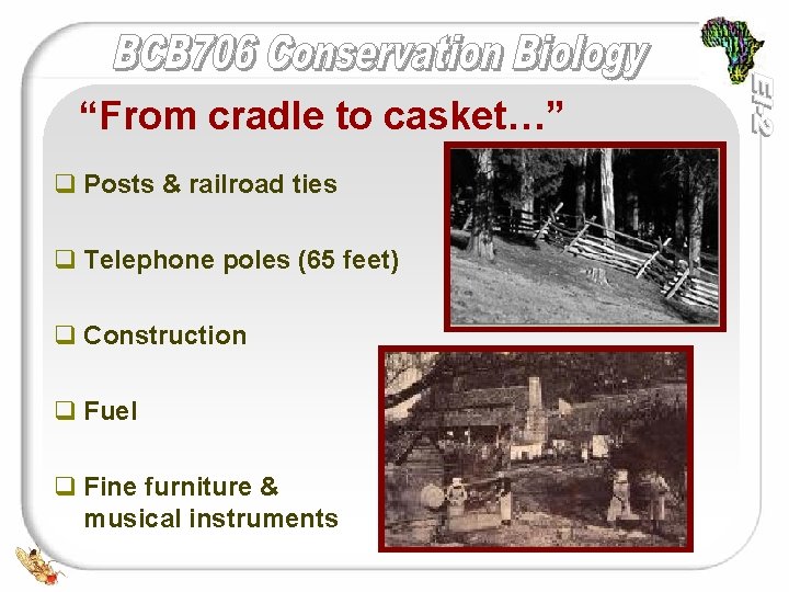 “From cradle to casket…” q Posts & railroad ties q Telephone poles (65 feet)