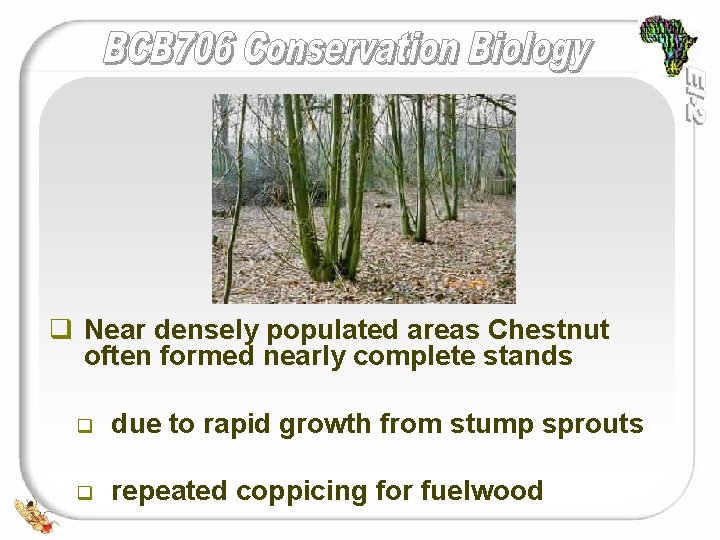 q Near densely populated areas Chestnut often formed nearly complete stands q due to