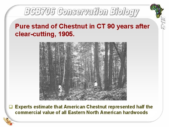 Pure stand of Chestnut in CT 90 years after clear-cutting, 1905. q Experts estimate