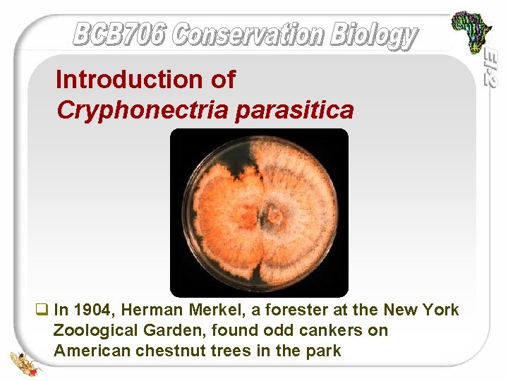 Introduction of Cryphonectria parasitica q In 1904, Herman Merkel, a forester at the New