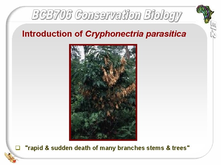 Introduction of Cryphonectria parasitica q "rapid & sudden death of many branches stems &