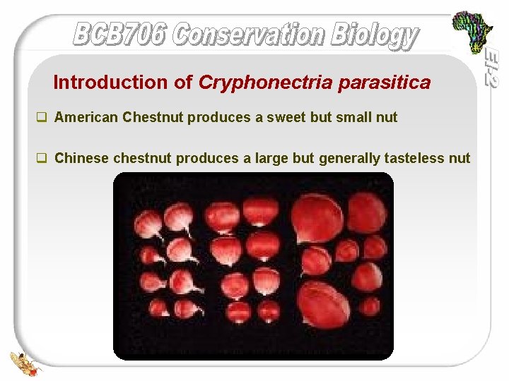 Introduction of Cryphonectria parasitica q American Chestnut produces a sweet but small nut q