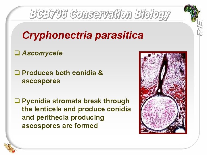 Cryphonectria parasitica q Ascomycete q Produces both conidia & ascospores q Pycnidia stromata break