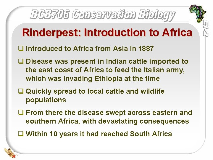 Rinderpest: Introduction to Africa q Introduced to Africa from Asia in 1887 q Disease