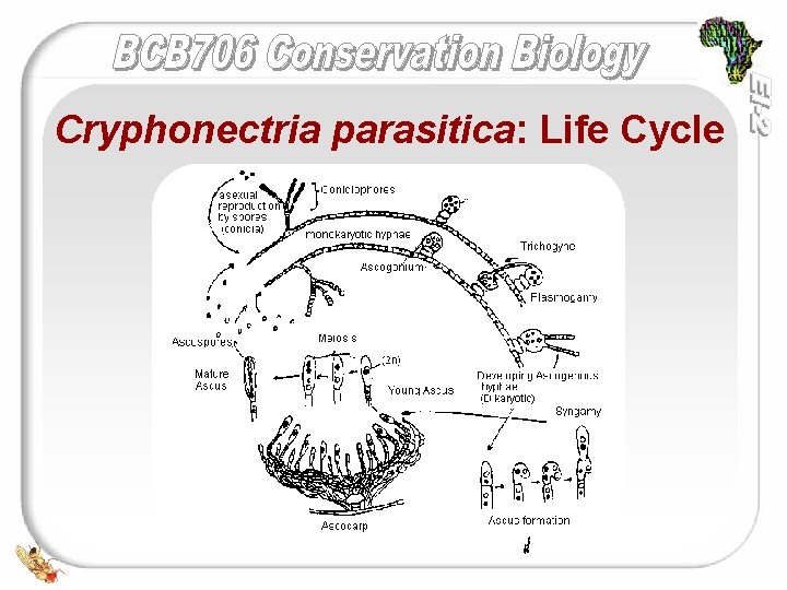 Cryphonectria parasitica: Life Cycle 