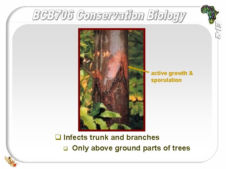 active growth & sporulation q Infects trunk and branches q Only above ground parts