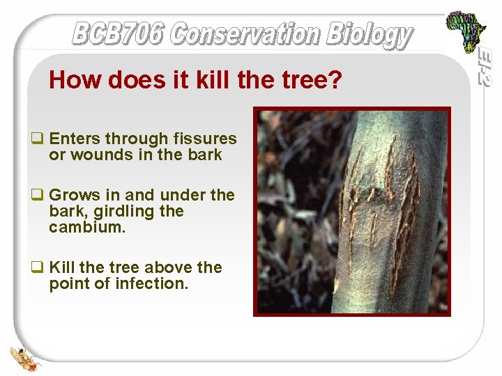 How does it kill the tree? q Enters through fissures or wounds in the