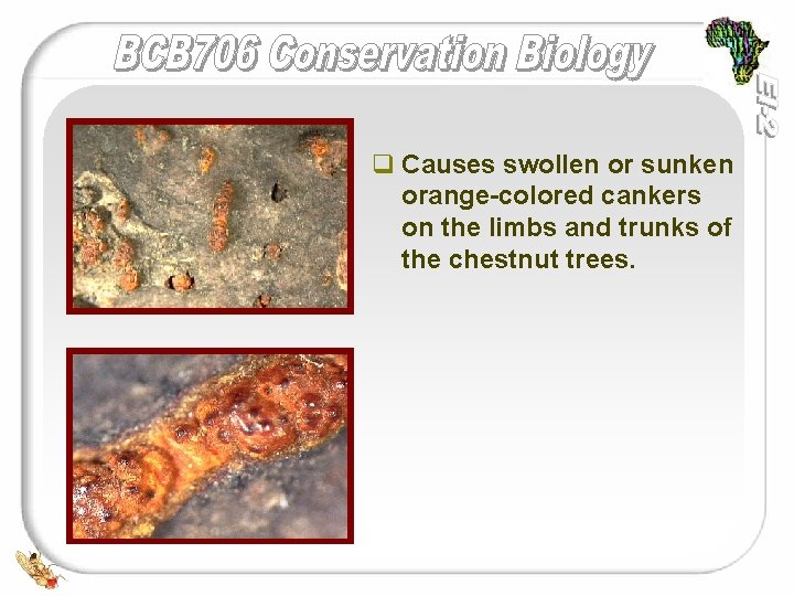 q Causes swollen or sunken orange-colored cankers on the limbs and trunks of the