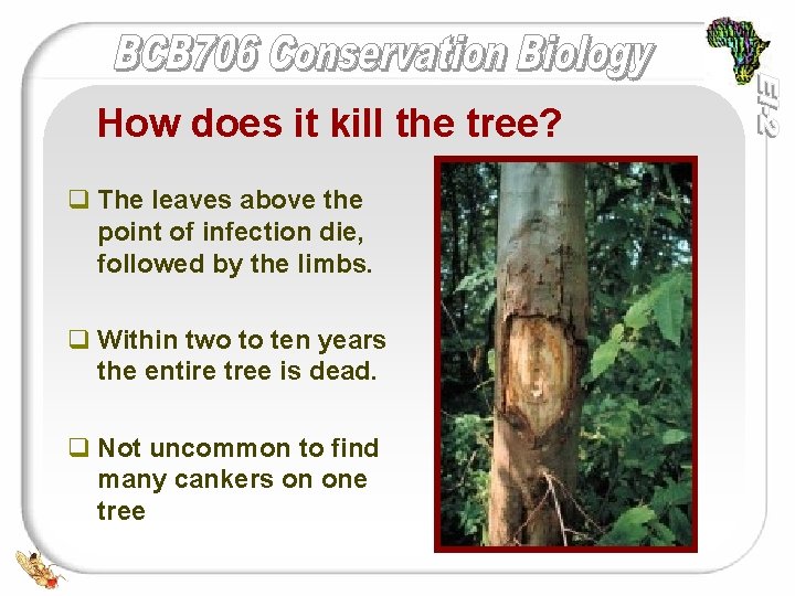 How does it kill the tree? q The leaves above the point of infection