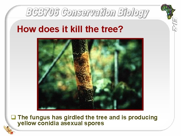 How does it kill the tree? q The fungus has girdled the tree and