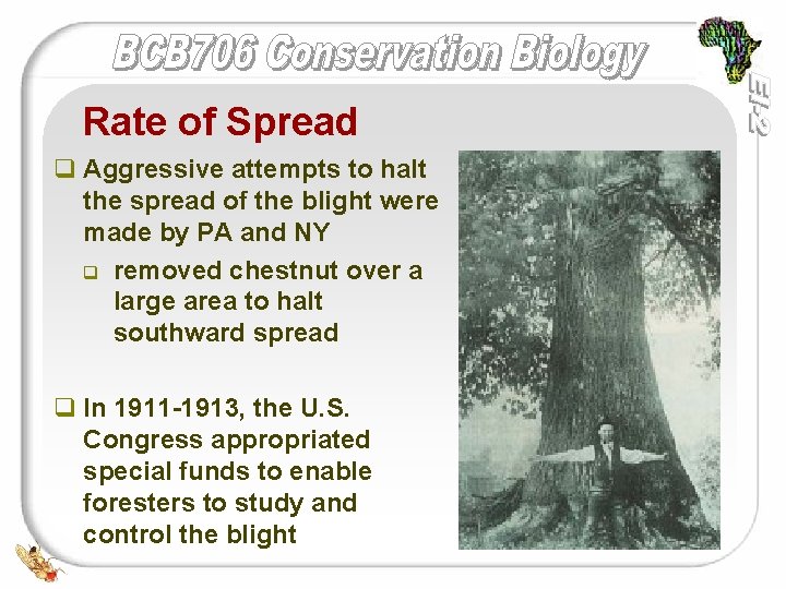 Rate of Spread q Aggressive attempts to halt the spread of the blight were