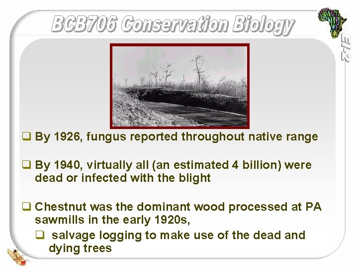 q By 1926, fungus reported throughout native range q By 1940, virtually all (an