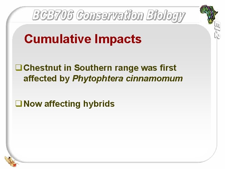Cumulative Impacts q Chestnut in Southern range was first affected by Phytophtera cinnamomum q