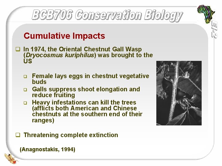 Cumulative Impacts q In 1974, the Oriental Chestnut Gall Wasp (Dryocosmus kuriphilus) was brought