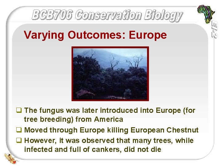 Varying Outcomes: Europe q The fungus was later introduced into Europe (for tree breeding)