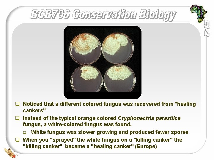 q Noticed that a different colored fungus was recovered from "healing cankers" q Instead
