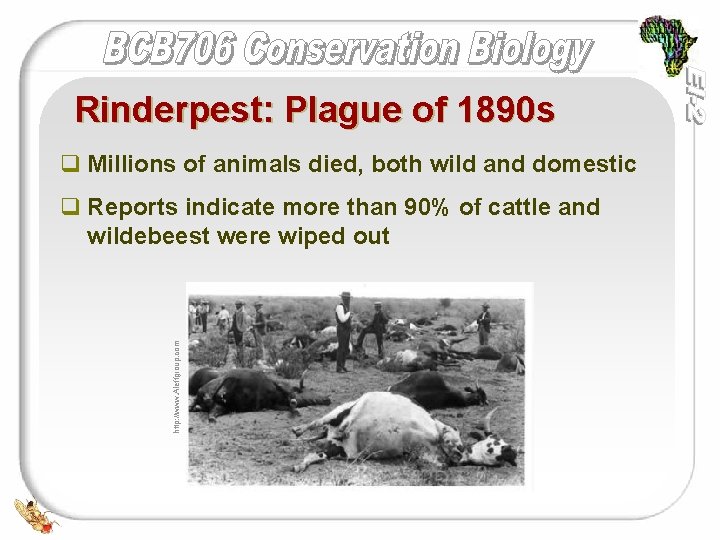 Rinderpest: Plague of 1890 s q Millions of animals died, both wild and domestic
