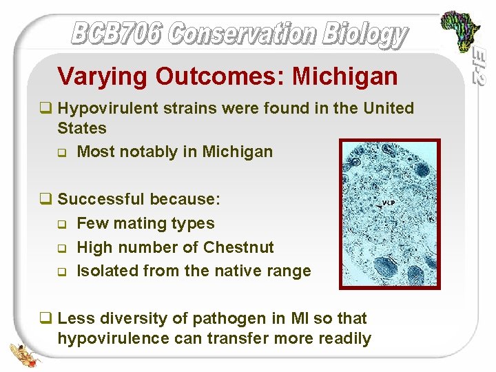 Varying Outcomes: Michigan q Hypovirulent strains were found in the United States q Most