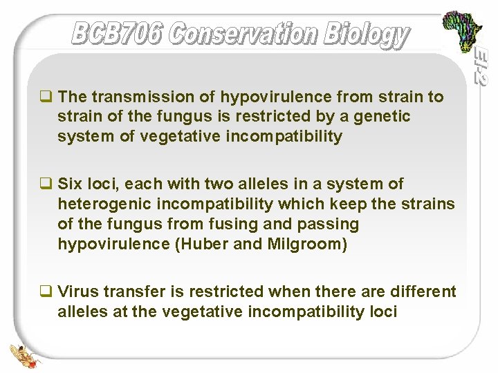 q The transmission of hypovirulence from strain to strain of the fungus is restricted