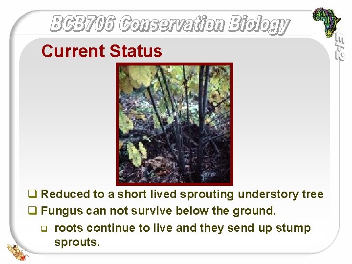 Current Status q Reduced to a short lived sprouting understory tree q Fungus can