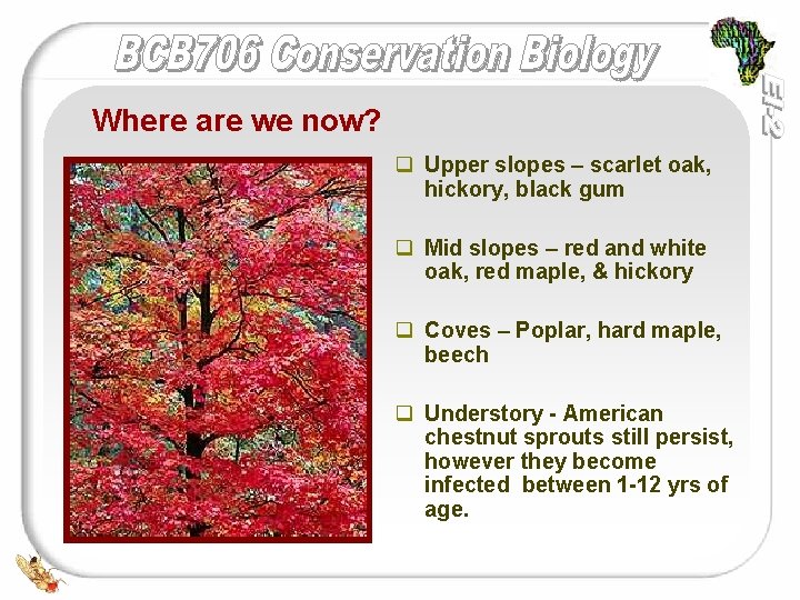 Where are we now? q Upper slopes – scarlet oak, hickory, black gum q