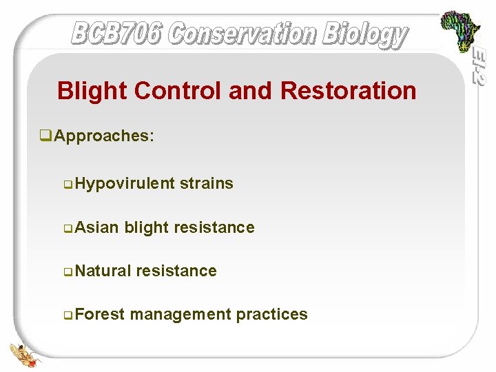 Blight Control and Restoration q. Approaches: q. Hypovirulent strains q. Asian blight resistance q.