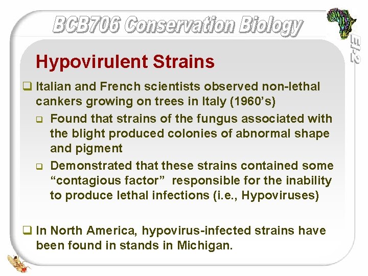 Hypovirulent Strains q Italian and French scientists observed non-lethal cankers growing on trees in