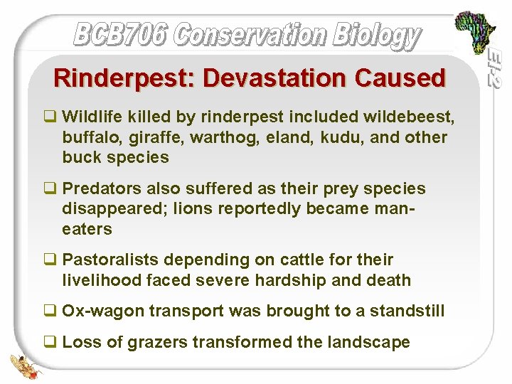 Rinderpest: Devastation Caused q Wildlife killed by rinderpest included wildebeest, buffalo, giraffe, warthog, eland,