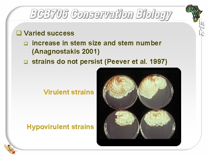 q Varied success q increase in stem size and stem number (Anagnostakis 2001) q