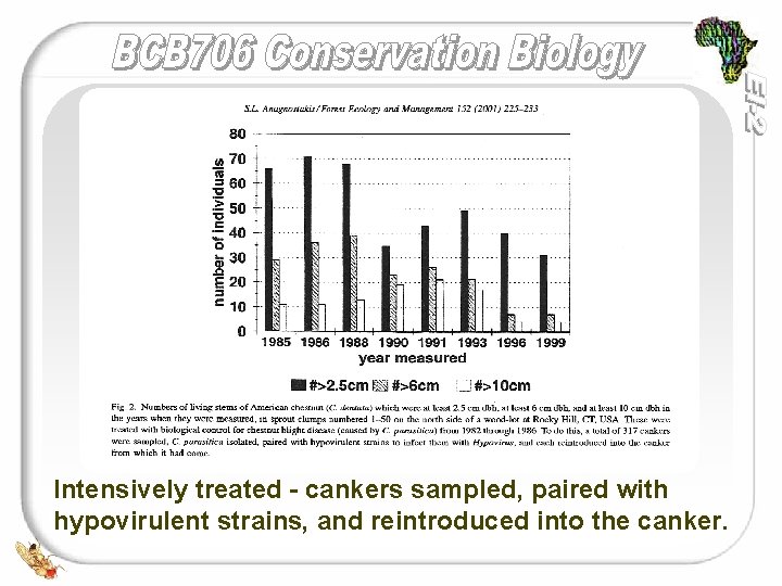 Graph of Numbers of Living Stems of Intensively treated American Chestnuts Intensively treated -