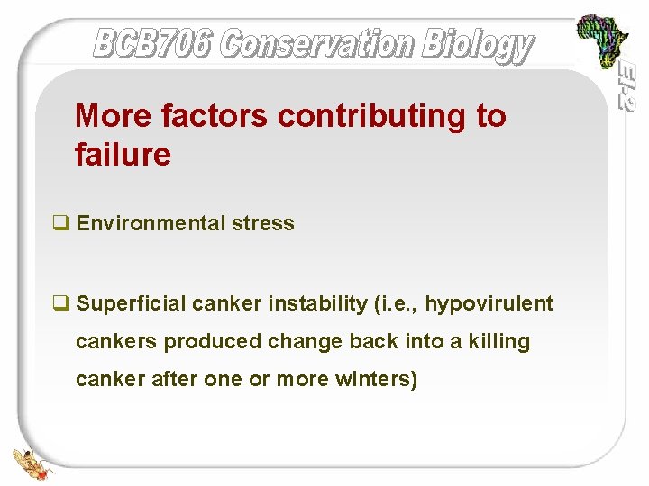 More factors contributing to failure q Environmental stress q Superficial canker instability (i. e.